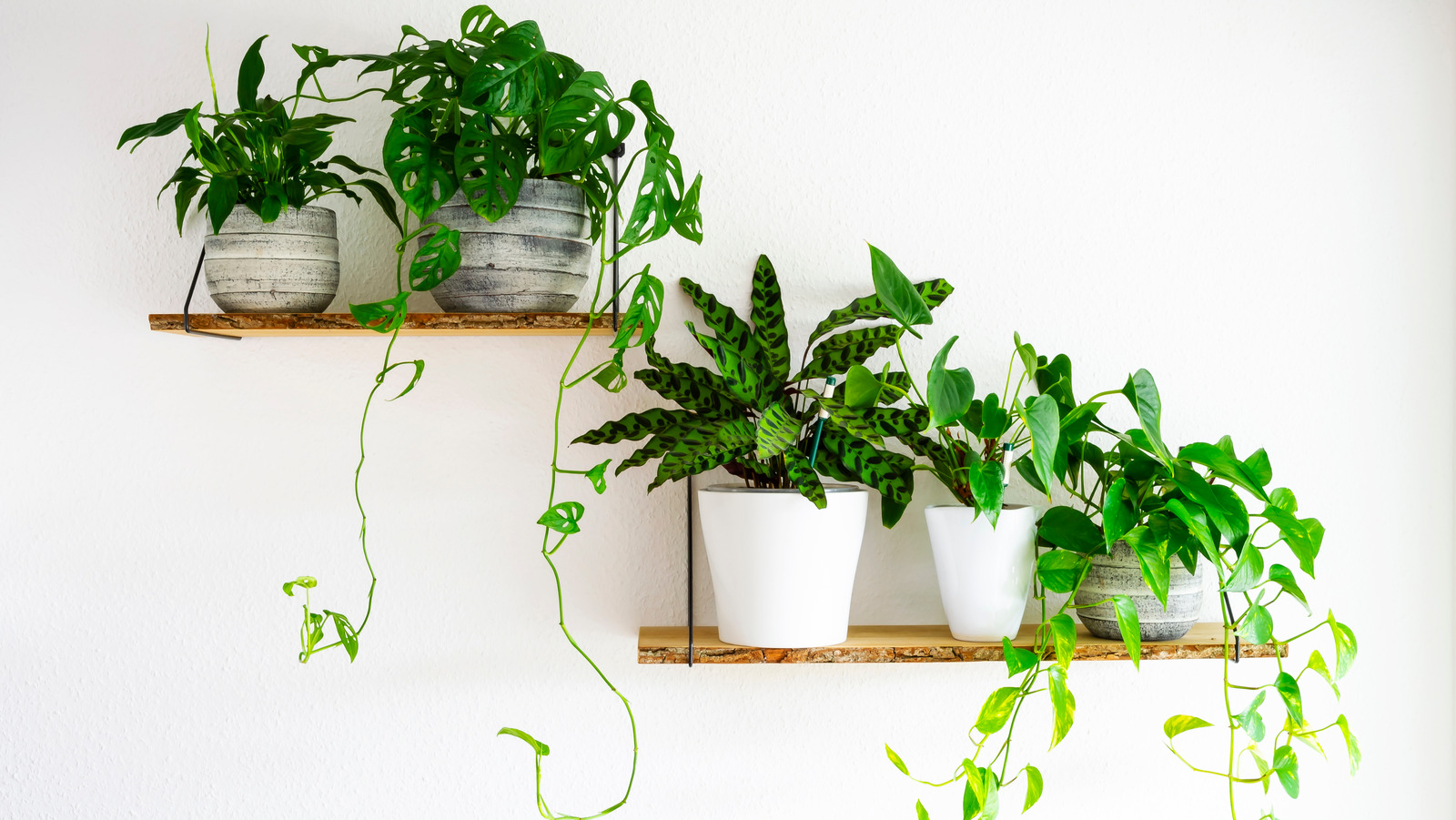 Use Refreshing Ornamental Plants