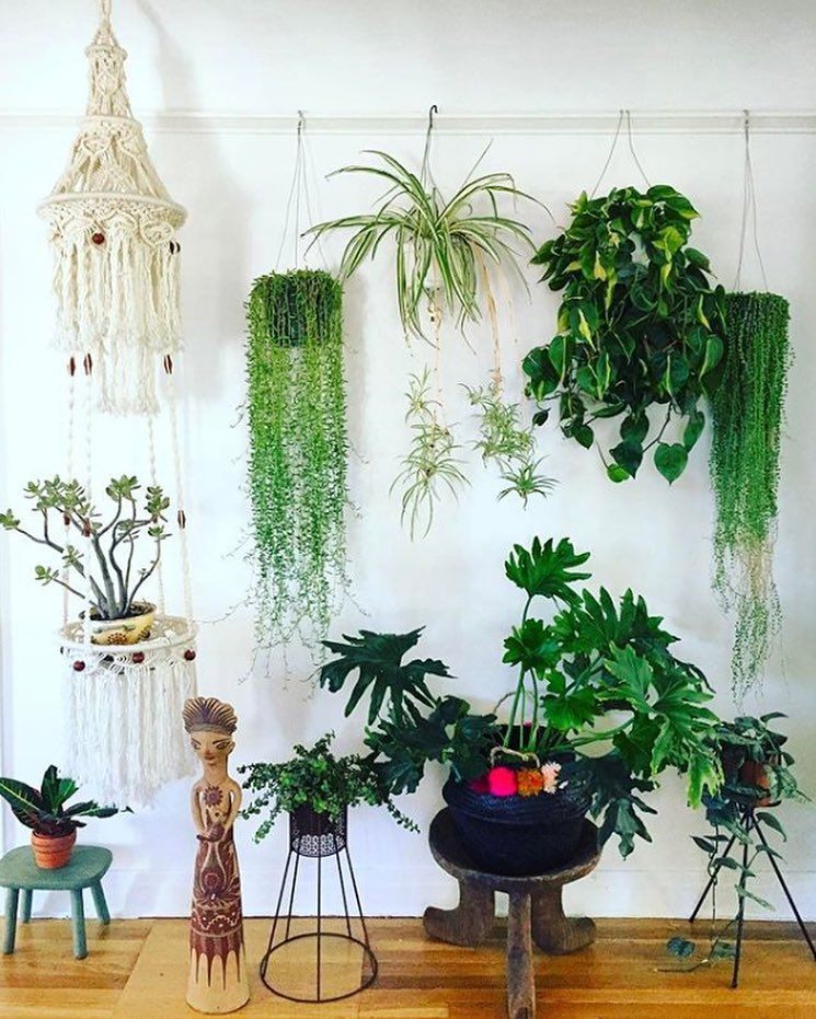 Hanging Ornamental Plants for Walls
