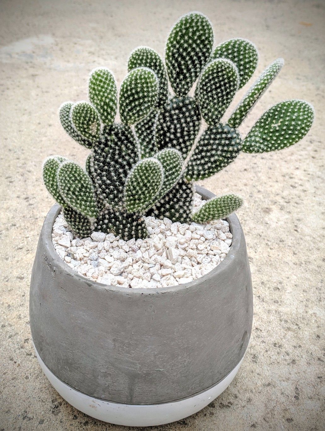 Bunny Ear Cactus