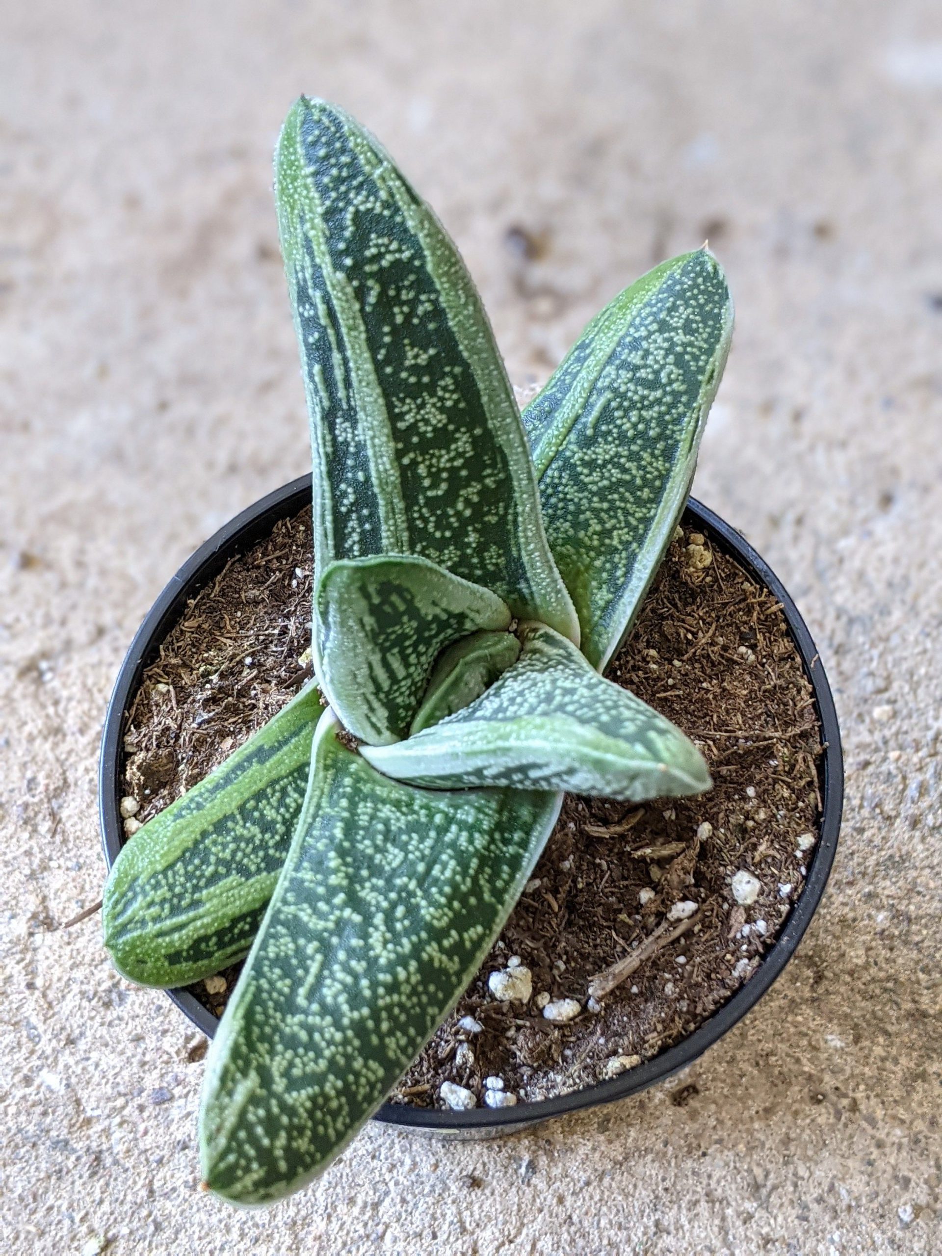 Ox tongue succulent