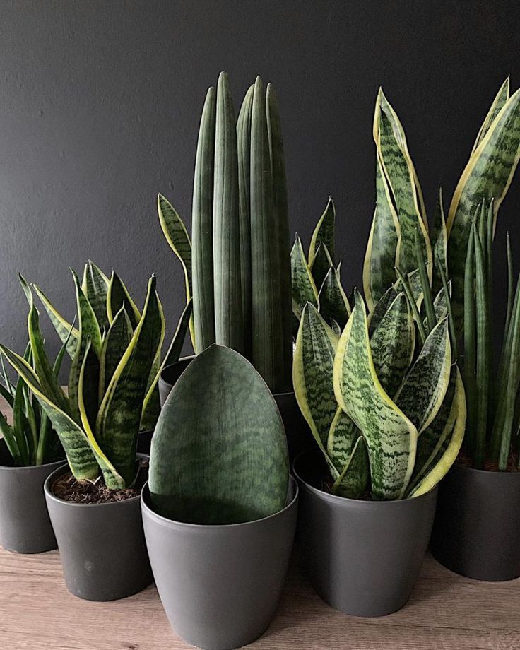 Snake Plant