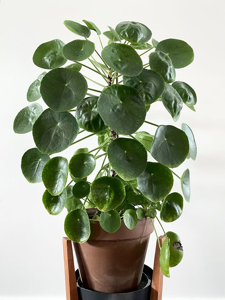 Chinese Money Plant