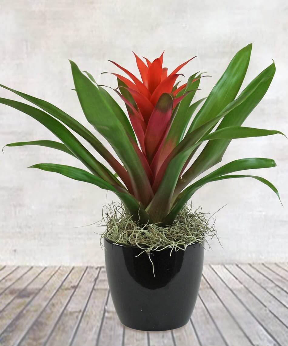 Bromeliad