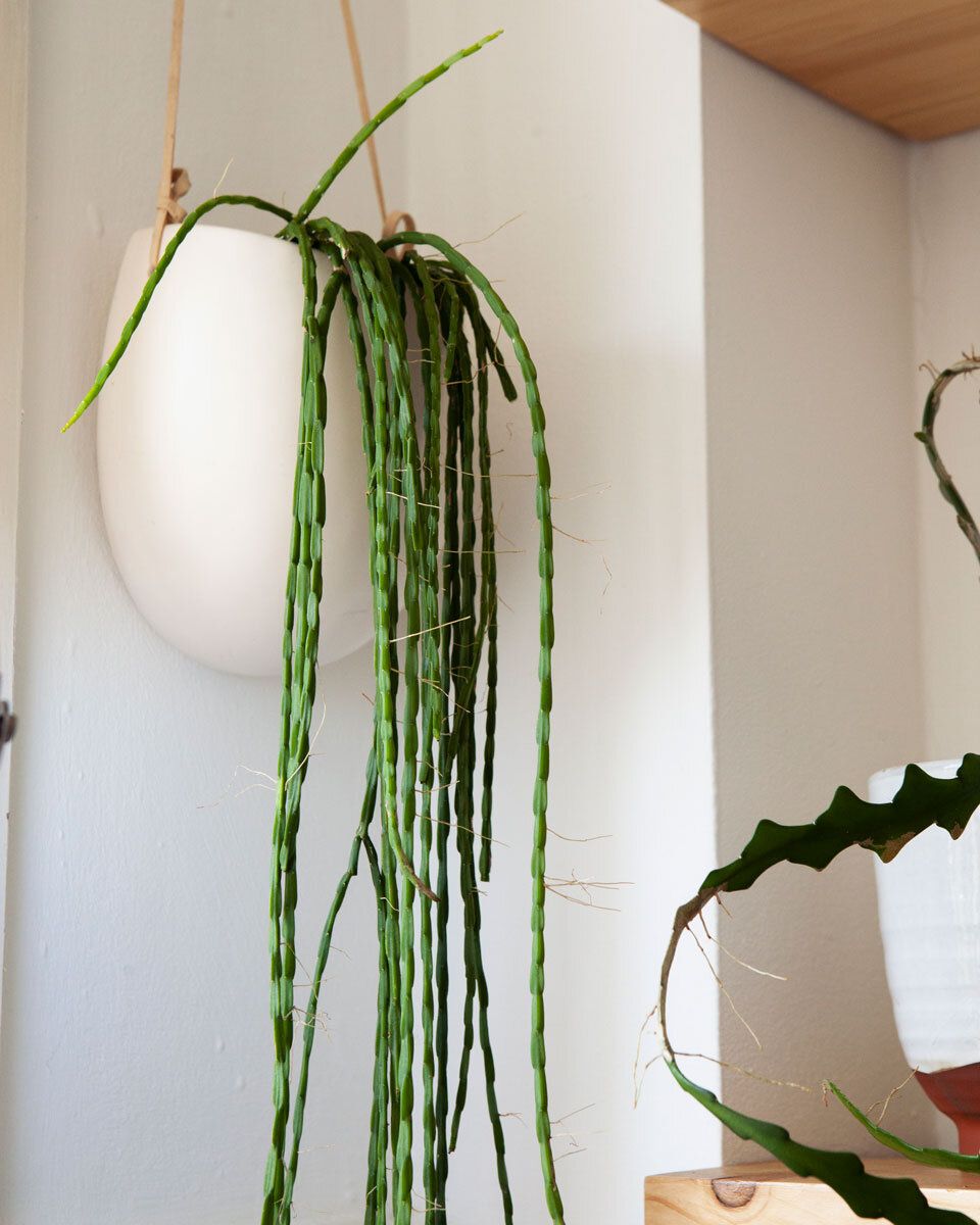 Rhipsalis