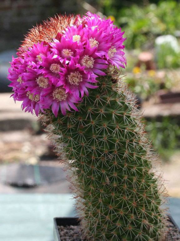 Mammillaria backebergiana