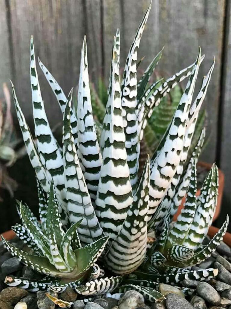 Haworthia