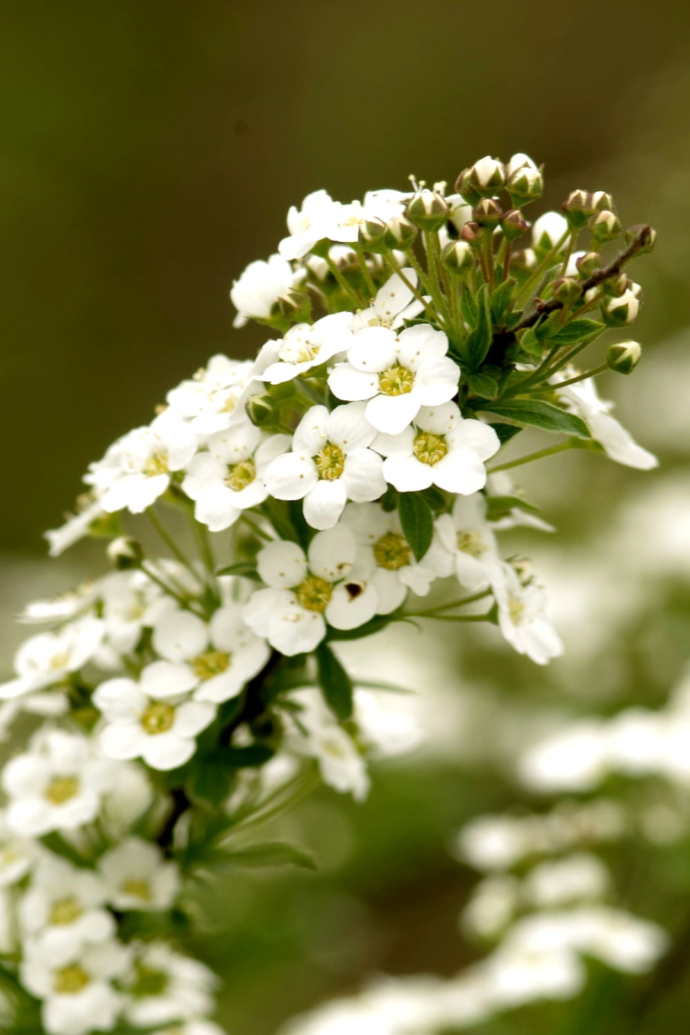 Sweet Alyssum and Swiss Chard