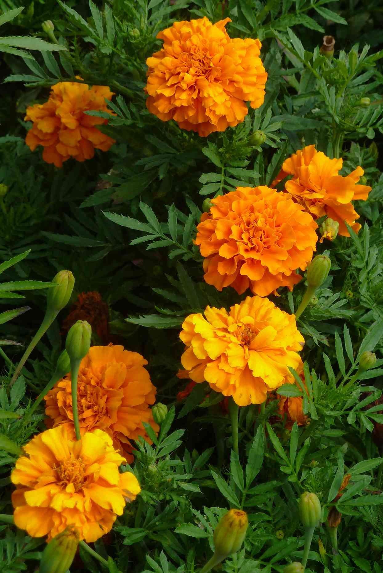 Marigolds and Tomatoes