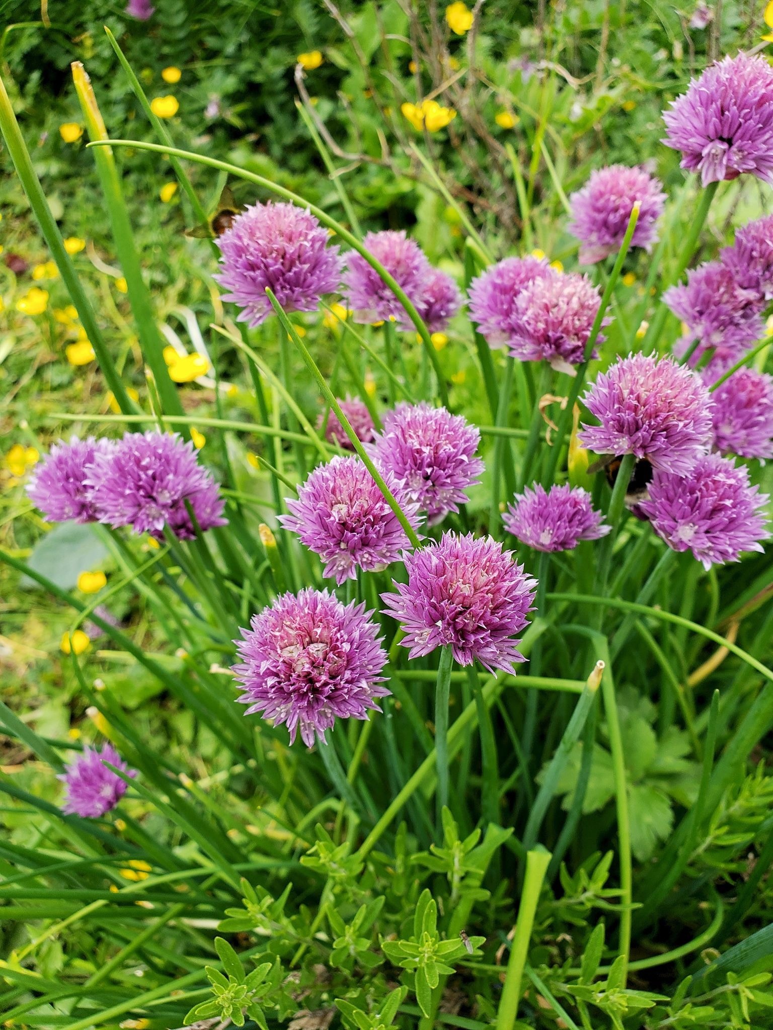 Chives or Garlic and Lettuce