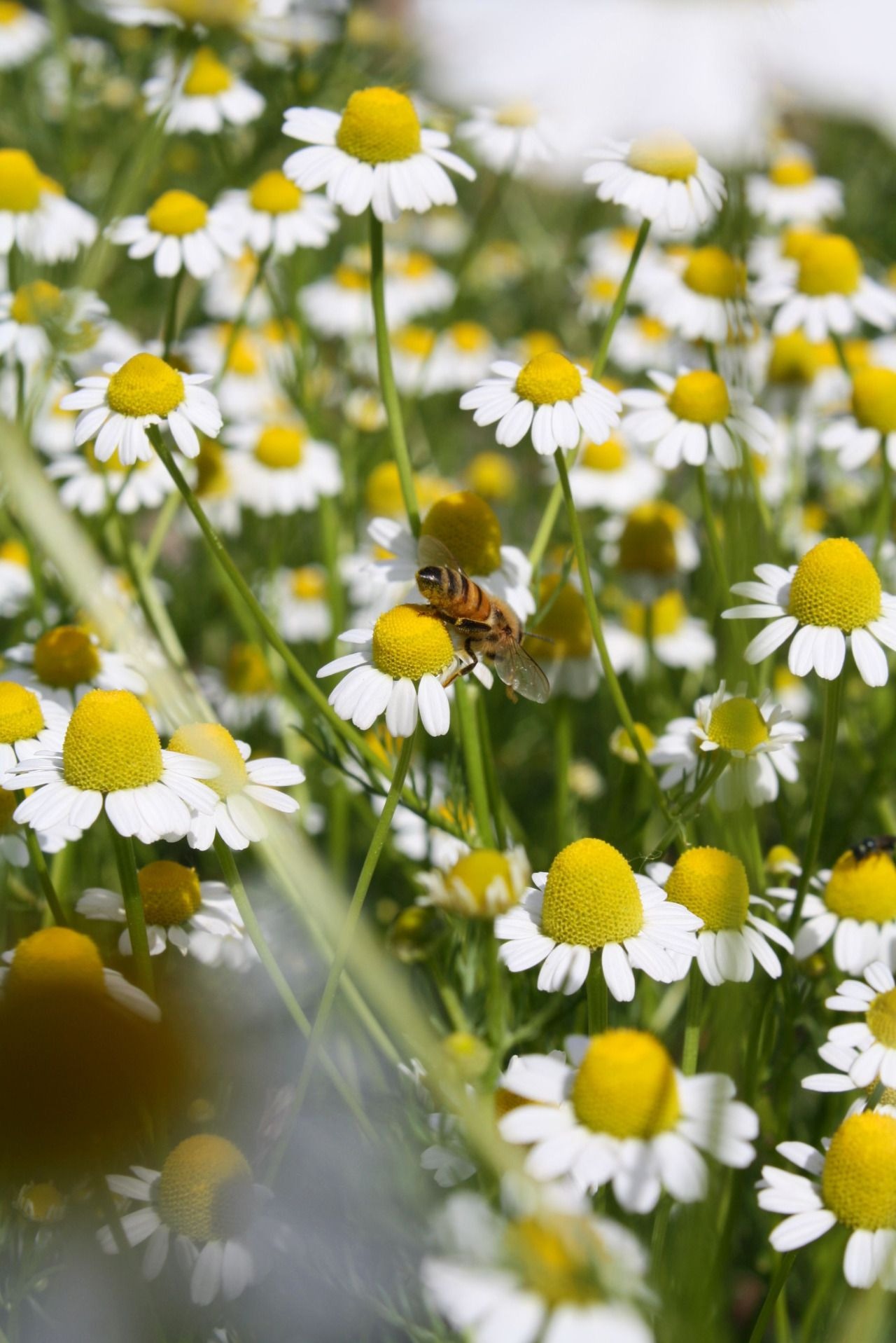 Chamomile and Cabbage