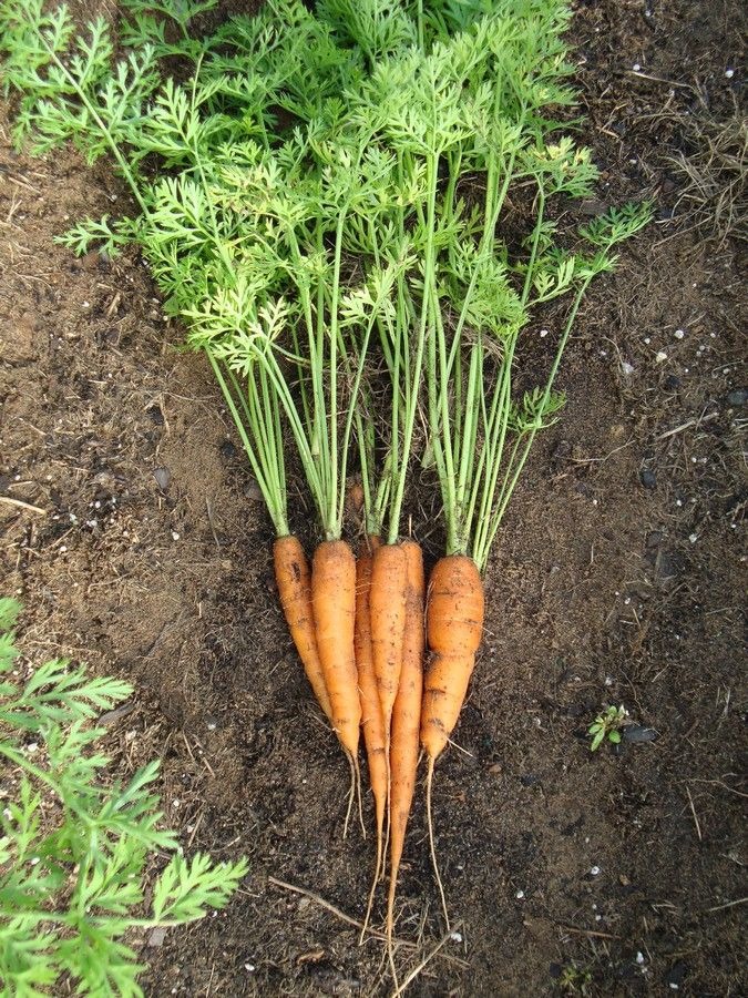 Carrots and Leeks