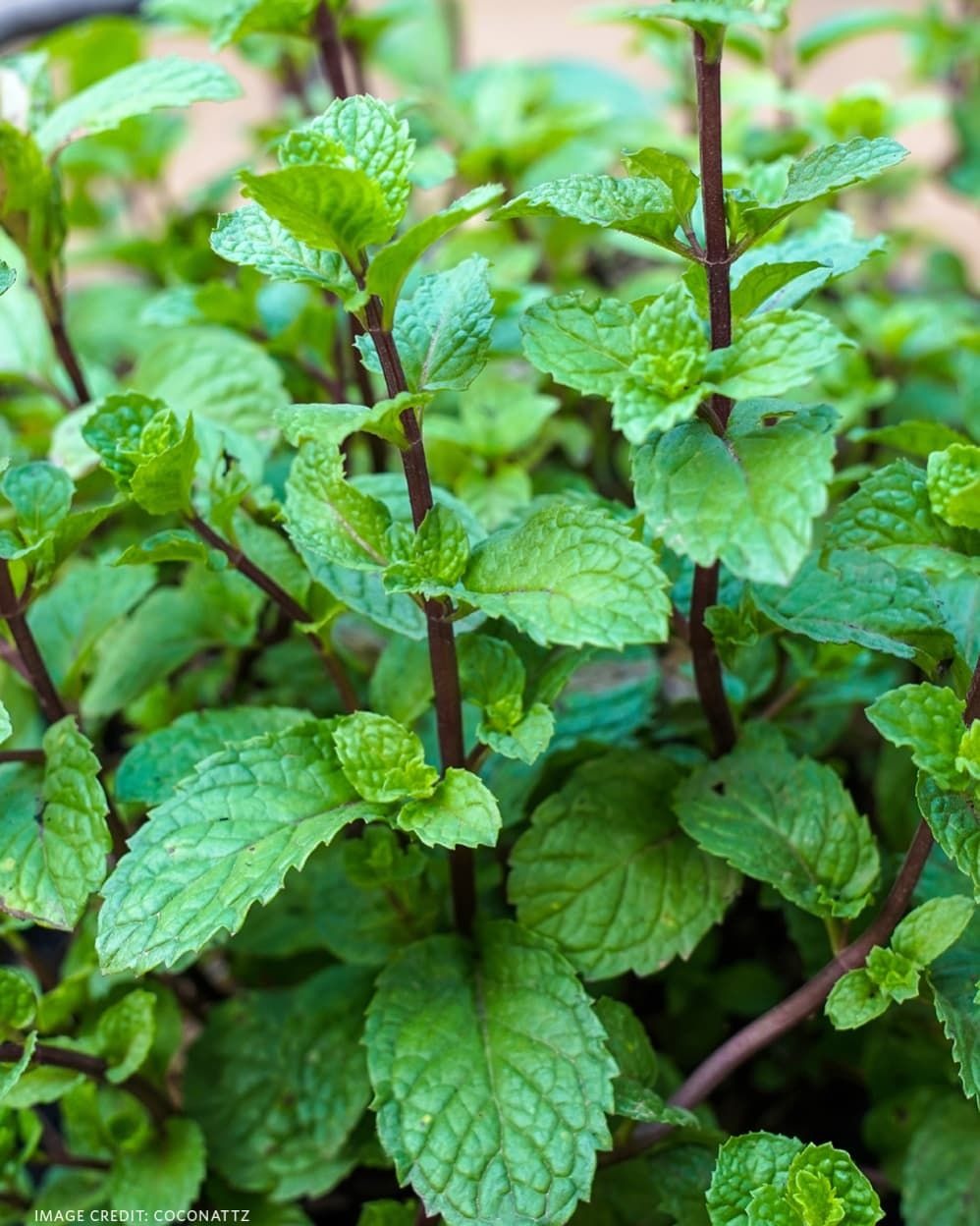 Mint and Brassicas