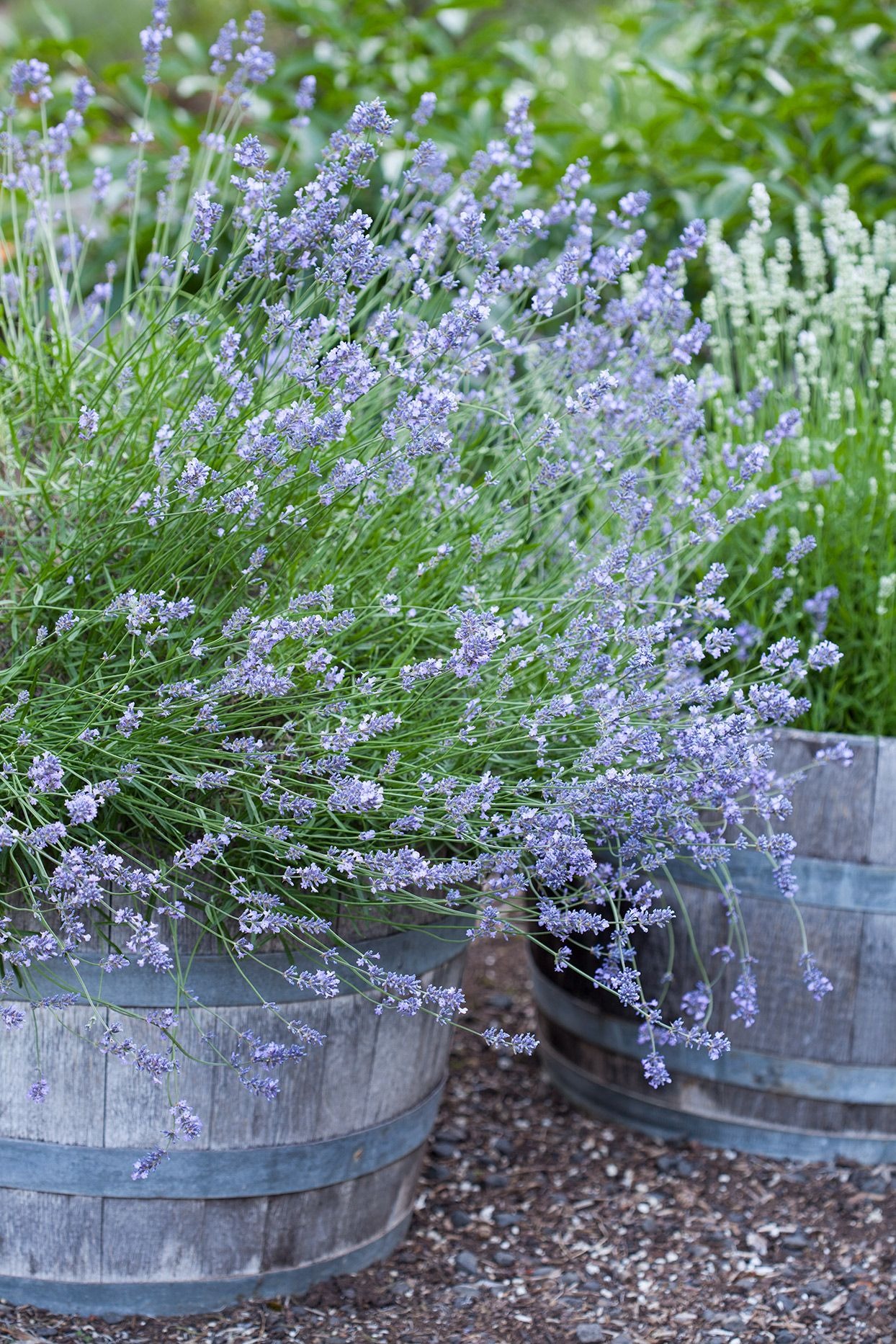 Lavender and Carrots or Leeks