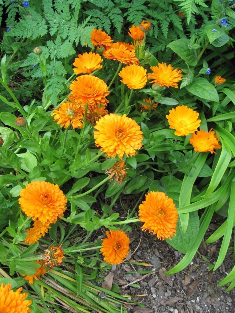 Calendula and Beans