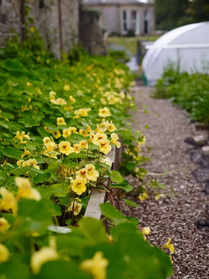 Nasturtium and Cucumber