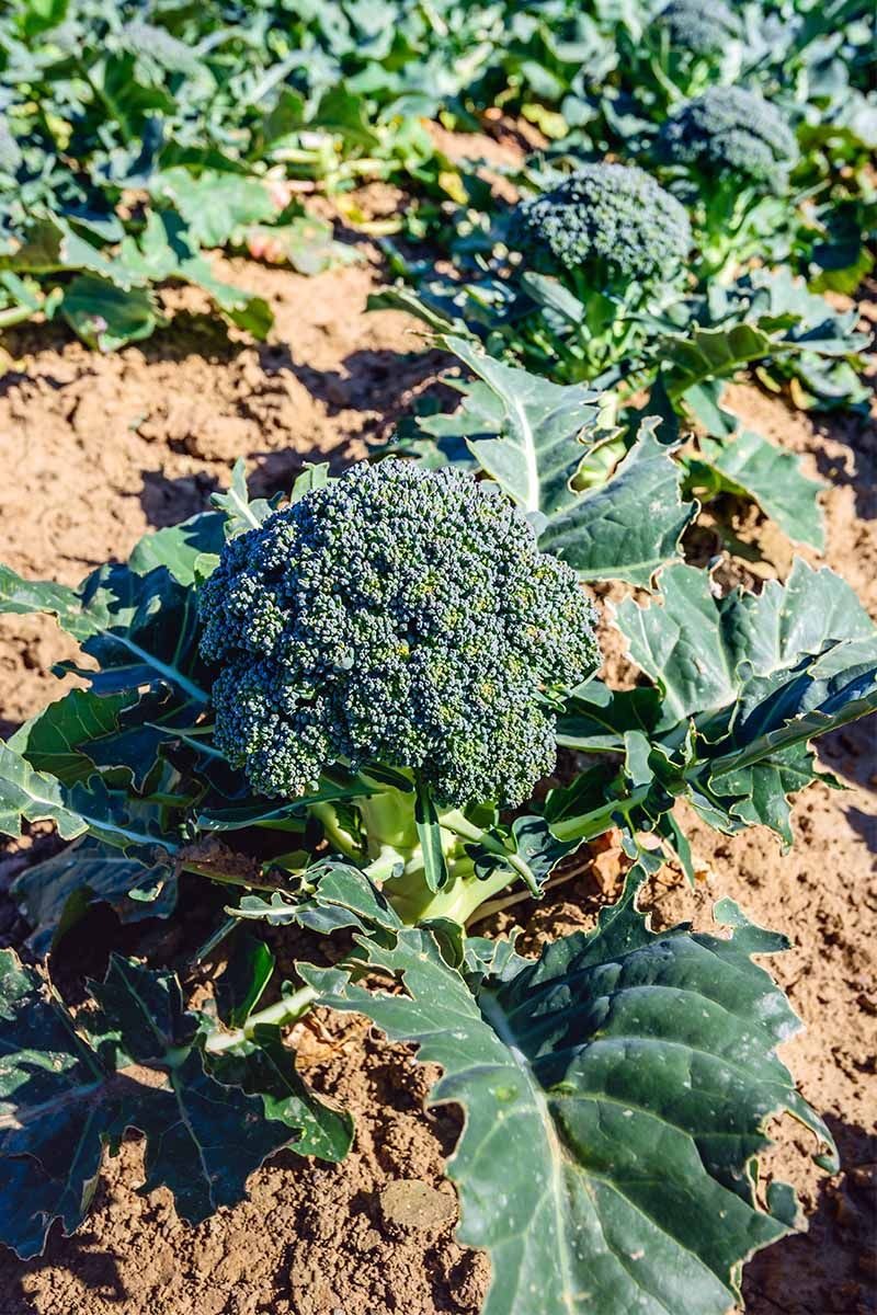 Broccoli and Calendula