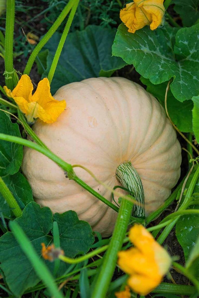 Melons or Squash and Flowering Herbs