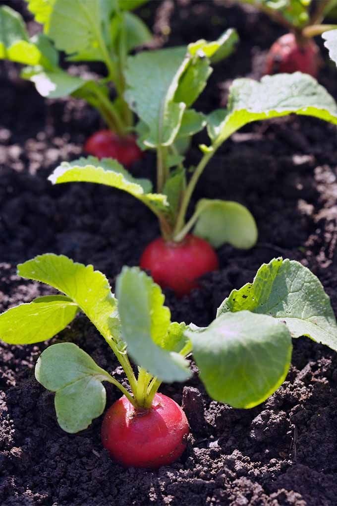 Radishes and Carrots