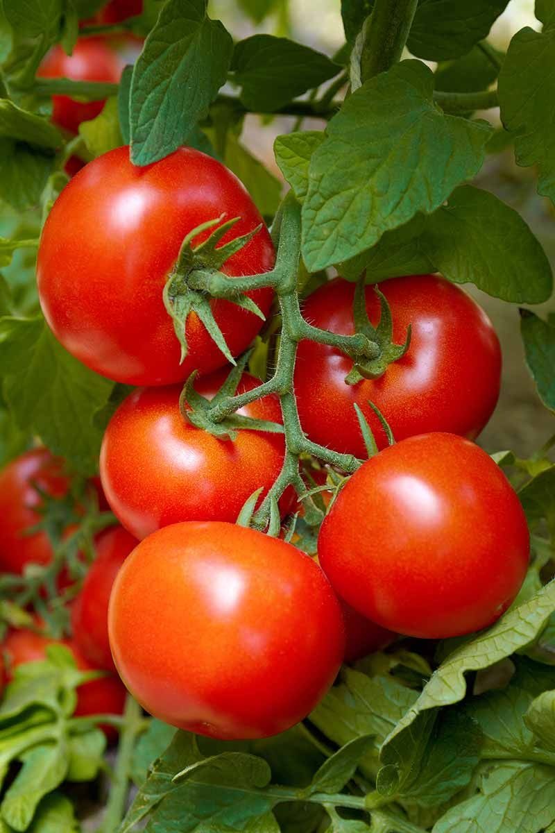 Tomatoes and Basil or Cilantro