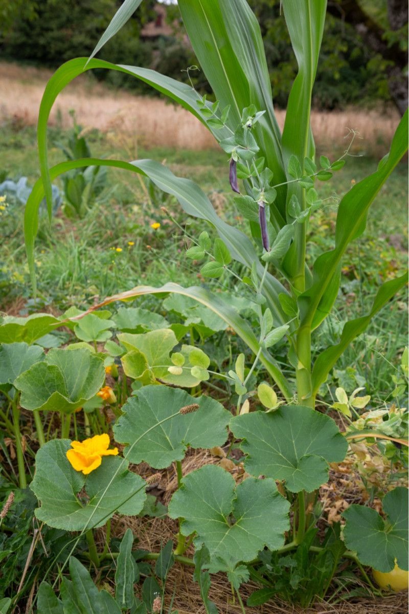 Corn, Pole Beans, and Squash or Pumpkin