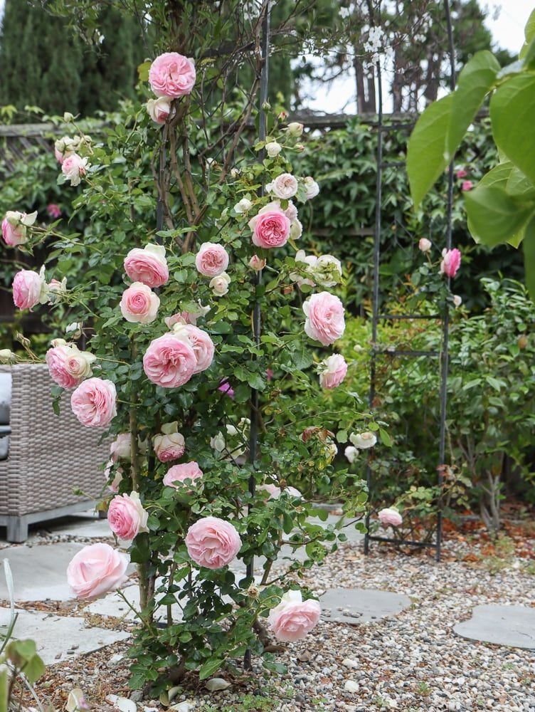 Roses and Geraniums or Chives