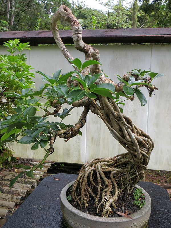 Repot Your Bonsai Tree