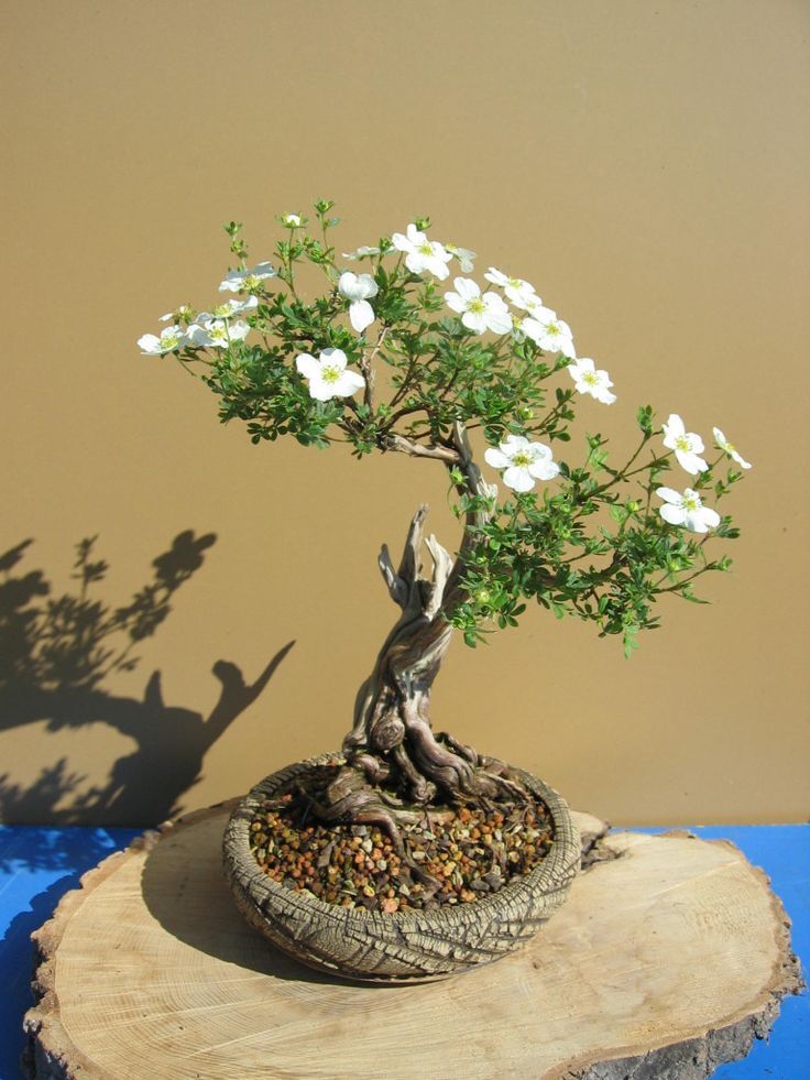 Find the Best Place for Your Bonsai