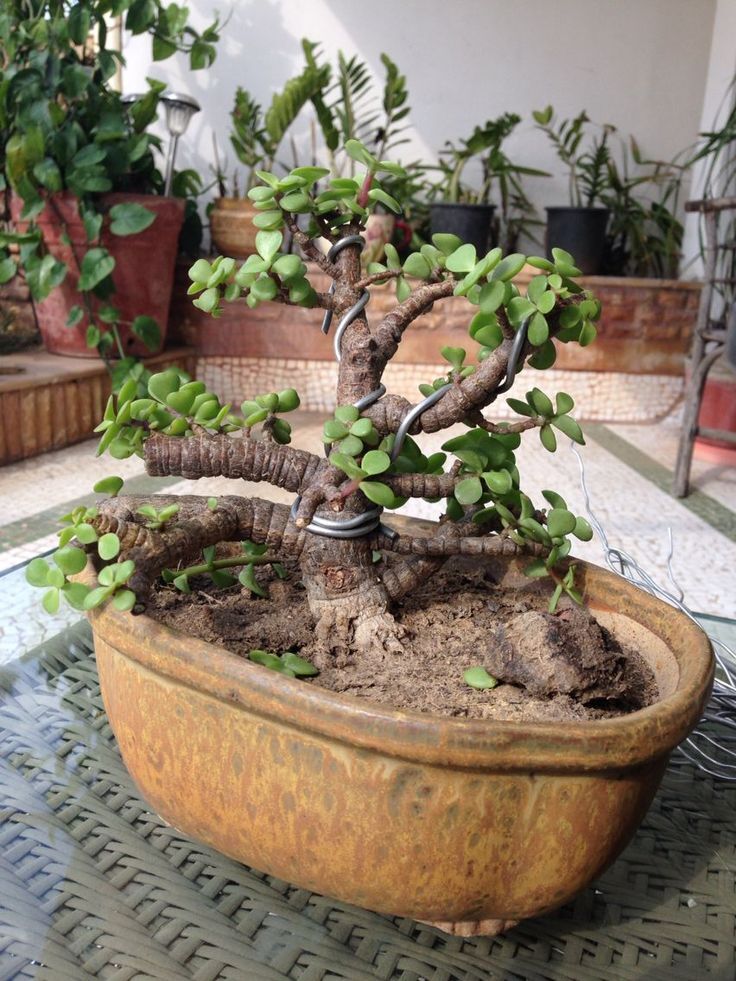 Shape Your Bonsai