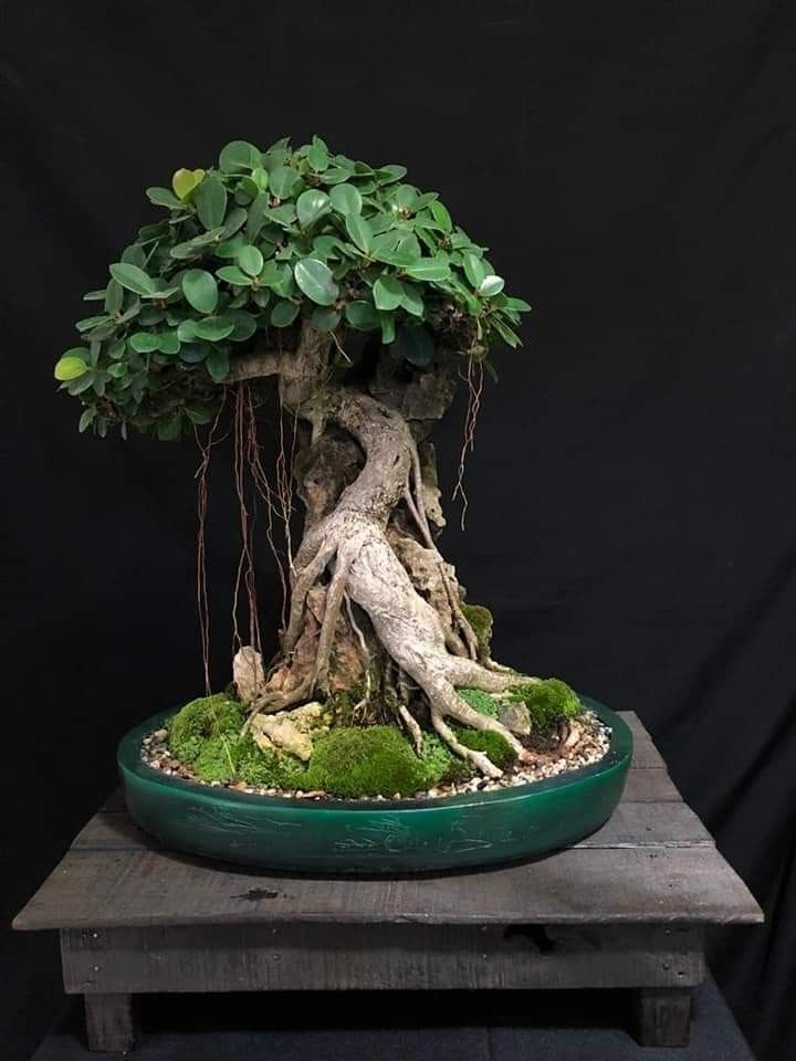 Look for Basic Bonsai Art