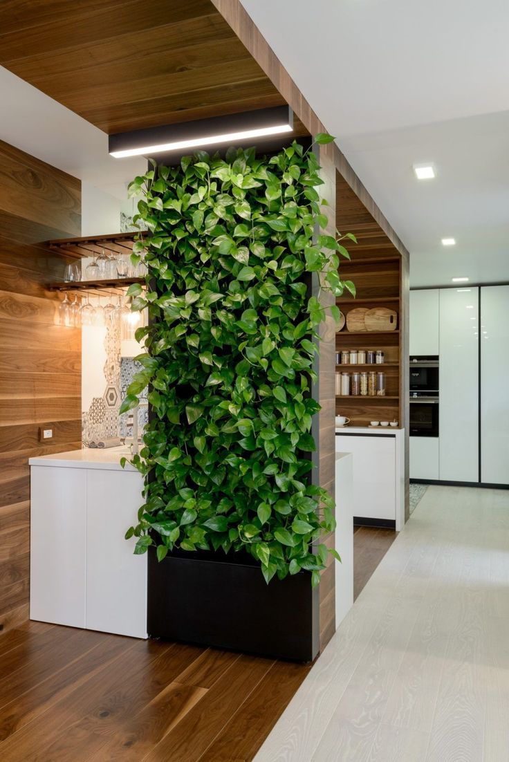 Growing Full Pothos Plants for Kitchen