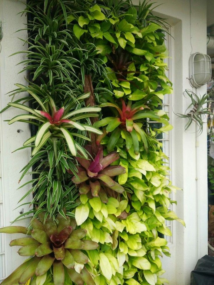Elevate Your Exterior with Dracaena